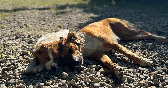 marie pet sitter à LYON 05 69005_3