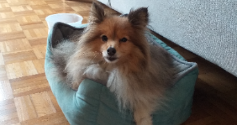 ronan pet sitter à POITIERS 86000_7