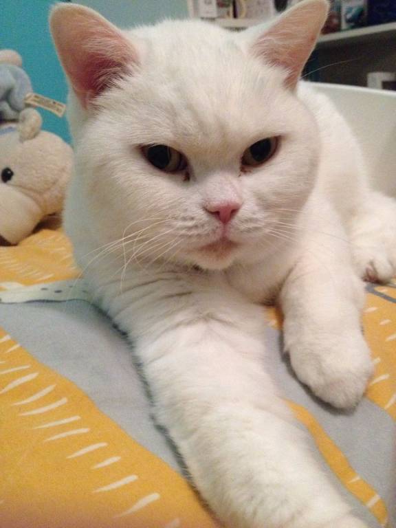océane pet sitter à Le Perreux-sur-Marne 94170_0
