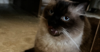 lisa cat sitter à NICE 06000_5