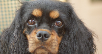cédric pet sitter à BOLLENE 84500_7