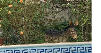 sarah pet sitter à MONTGEROULT 95650_1