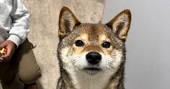 amone pet sitter à LE BLANC MESNIL 93150_2