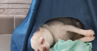 alison pet sitter à CLICHY SOUS BOIS 93390_2