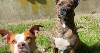 fiona pet sitter à MAURECOURT 78780_1