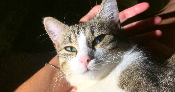 ana pet sitter à VERNAISON 69390_5
