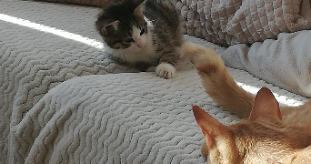 lélia pet sitter à PARIS 10 75010_4