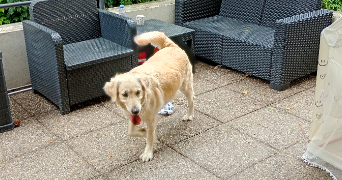 ewa-marion pet sitter à ECKBOLSHEIM 67201_2