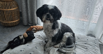 stéphanie pet sitter à LA GARDE 83130_2