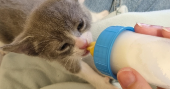 cyrille pet sitter à LUCON 85400_2