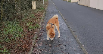 manon pet sitter à LAXOU 54520_1
