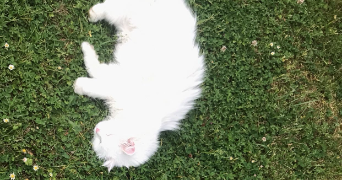 océane pet sitter à MONTIGNY LE BRETONNEUX 78180_3