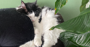 nolwenn pet sitter à BREST 29200_1
