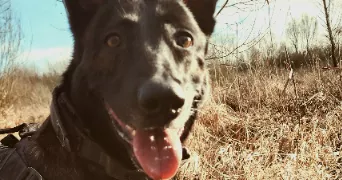 artemis pet sitter à GUINES 62340