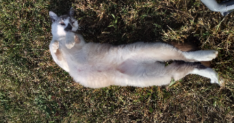 fabrice pet sitter à TOULOUSE 31400_2