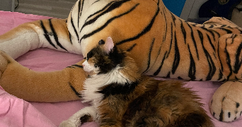 ilona pet sitter à Paris 75019_9