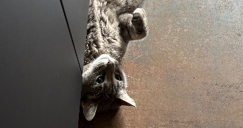 alexia pet sitter à DOUDEVILLE 76560_3