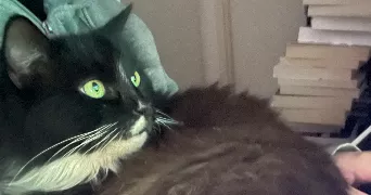 evie pet sitter à BERLANCOURT 60640