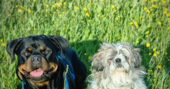 sarah pet sitter à ERSTEIN 67150_2