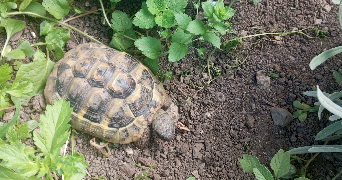 mélanie pet sitter à ST PIERRE DE SOUCY 73800_3