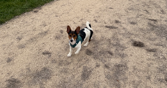 maryne pet sitter à CHARTRES 28000_1