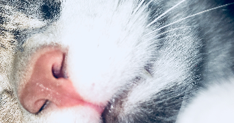 silvia pet sitter à ST REMY LES CHEVREUSE 78470_2