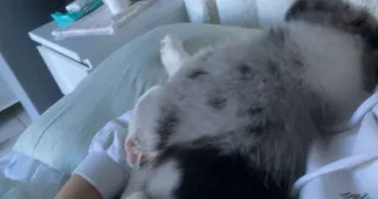 lea pet sitter à BOLOGNE 52310