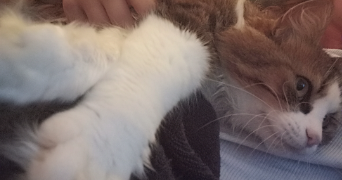 anaïs pet sitter à GAILLARD 74240_4