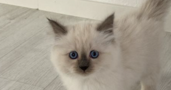 jade pet sitter à DOUAI 59500_0