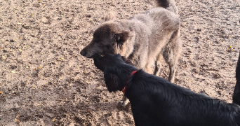 kenza pet sitter à LES ULIS 91940_1