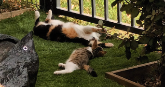 audrey pet sitter à PAU 64000_1