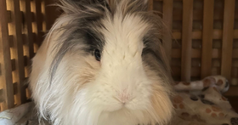 cynthia pet sitter à MANTES LA JOLIE 78200_1