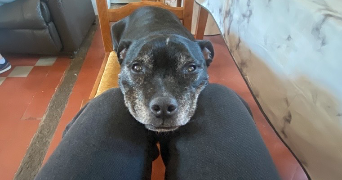 lou-anne pet sitter à MONT ST AIGNAN 76130_4
