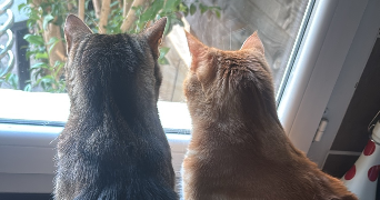 delphy pet sitter à ST JEAN DE VEDAS 34430_8