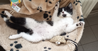 steeven pet sitter à LENS 62300_1