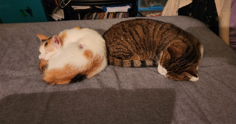 soline pet sitter à MOY DE L AISNE 02610_2