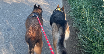 elisa pet sitter à Aussevielle 64230_6