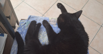 léa pet sitter à NOISY LE GRAND 93160_3