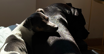 tamara pet sitter à ROUBAIX 59100_2