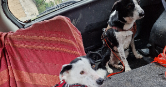 marion pet sitter à CHARBONNIERES LES BAINS 69260_6