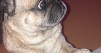 arthur pet sitter à MONTPELLIER 34090_5