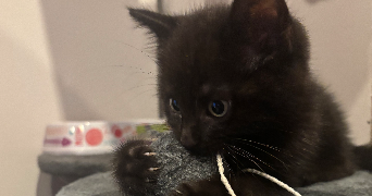 tamara pet sitter à TOURCOING 59200_3