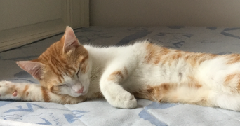 lola pet sitter à Montpellier 34090_1