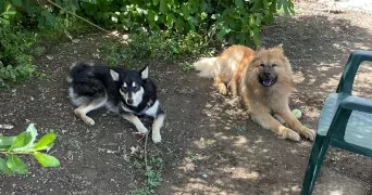 mélissa dog sitter à LA ROCHE SUR YON 85000
