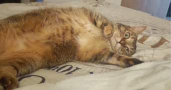 aurore pet sitter à Cormeilles-en-Parisis 95240_8