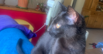 pascale pet sitter à PARAY LE MONIAL 71600_9