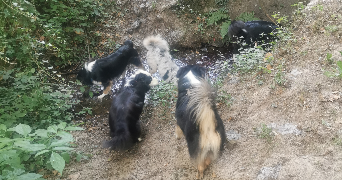 anais pet sitter à ALBERTVILLE 73200_4