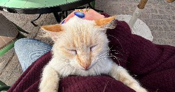 naelle pet sitter à LYON 06 69006_2