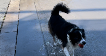 léa dog sitter à VANVES 92170_2