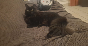 eline pet sitter à CEYZERIAT 01250_2